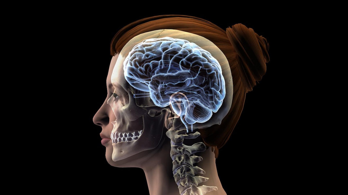Illustration artistique montrant la tête d'une femme de profil dans laquelle il est possible de voir son cerveau.