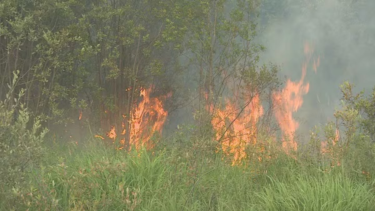 Un printemps en dents de scie, mais moins de feux de forêt