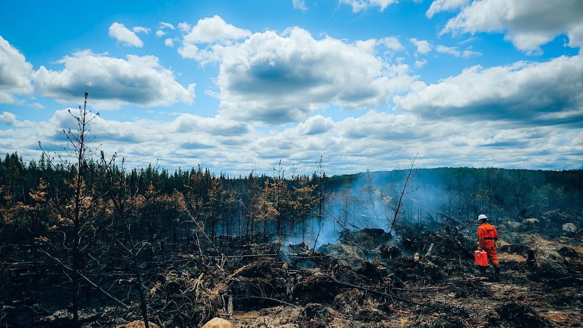 Une personne marche dans une forêt qui a été ravagée par les flammes.