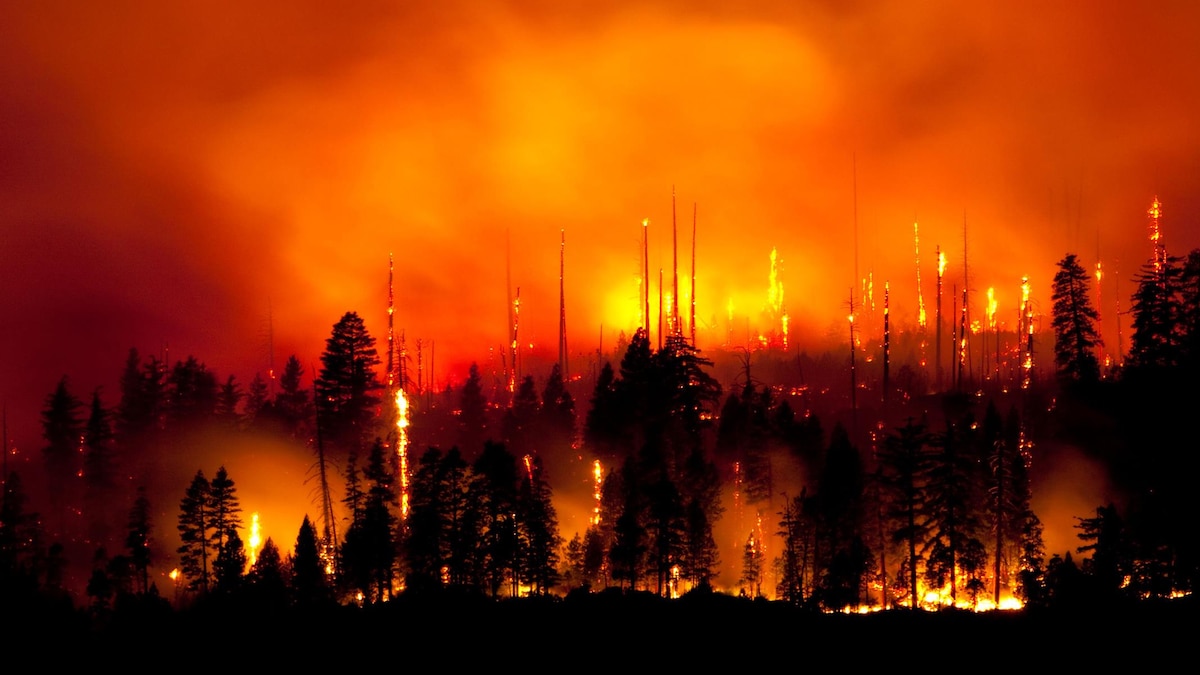 Une forêt en feu.
