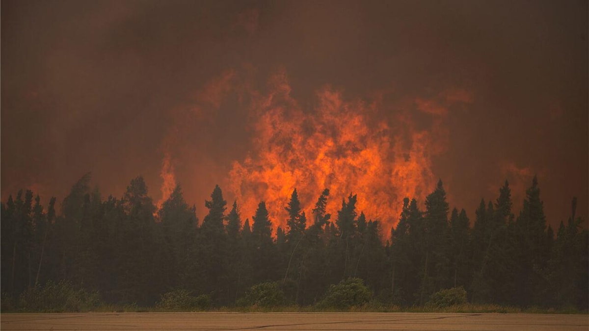 D'immenses flammes s'élèvent au-dessus d'une forêt.