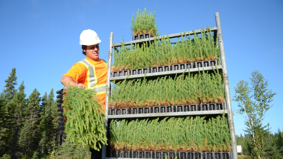 Un employé s'apprête à planter des petits plants de conifères sur un site de reboisement en périphérie de Rouyn-Noranda.