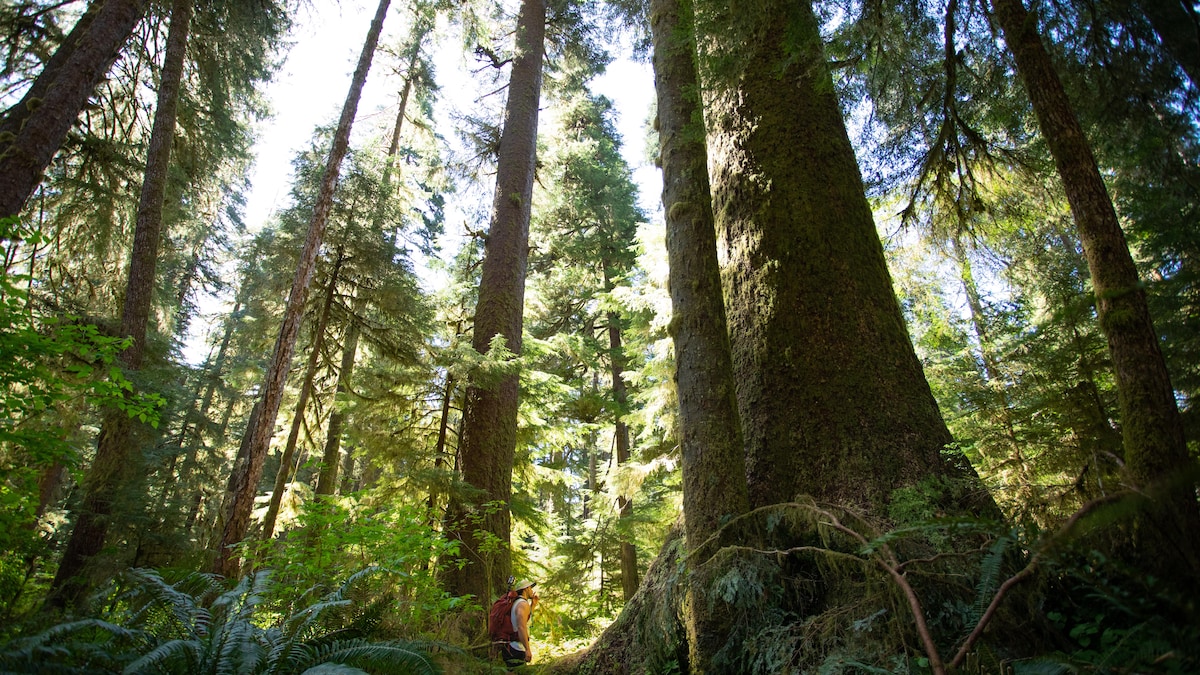 Un homme entouré d'arbres géants, sur l'île de Vancouver, dans le parc provincial Carmanah-Walbran. 