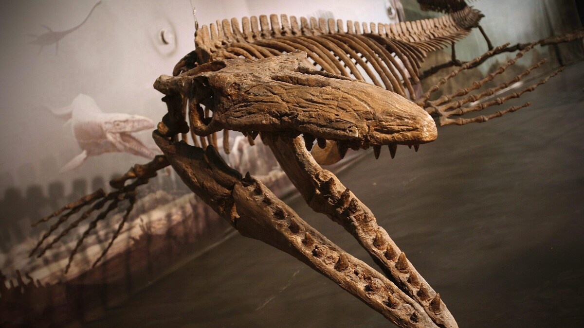Des ossements de dinosaure découverts lors d'un tour guidé sur les fossiles