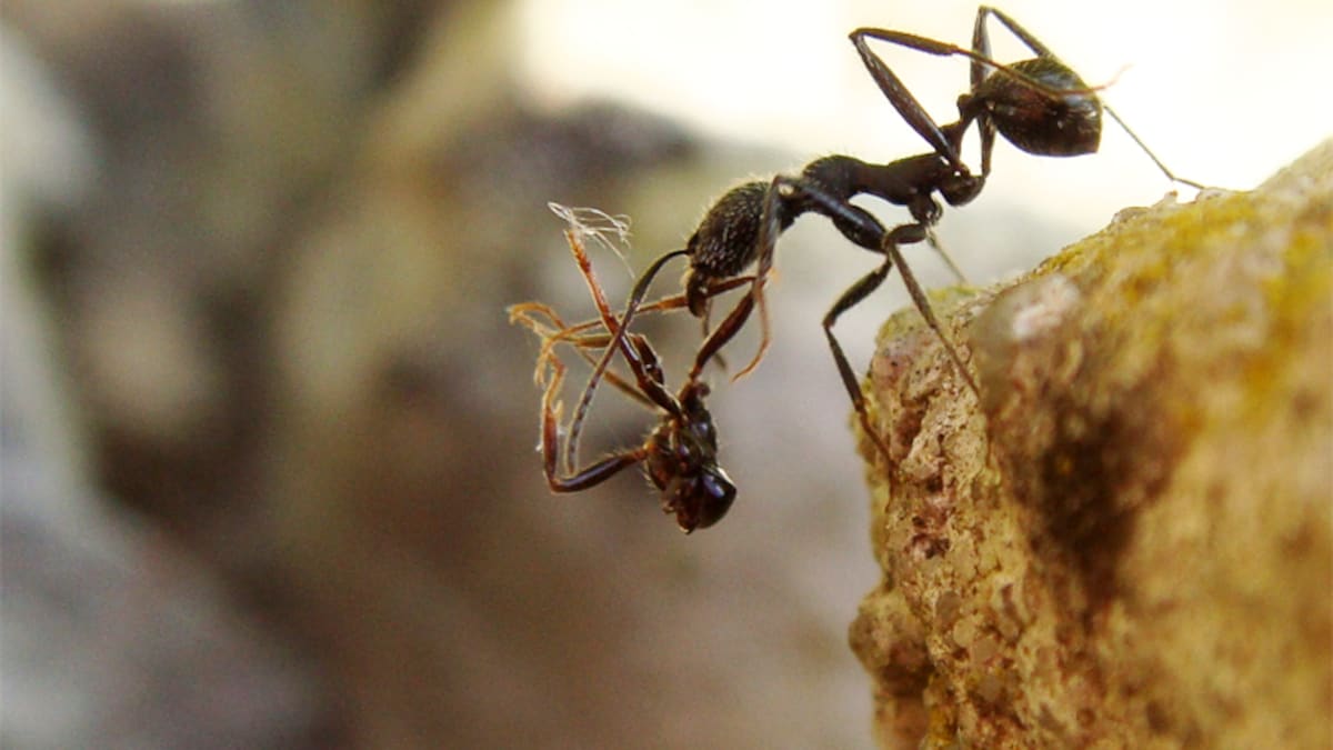 Une fourmi Aphaenogaster senilis.