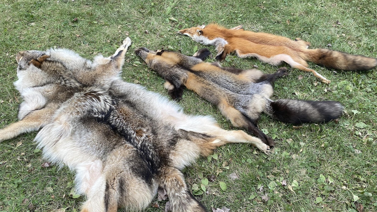 Les fourrures de trois animaux déposées sur le sol.
