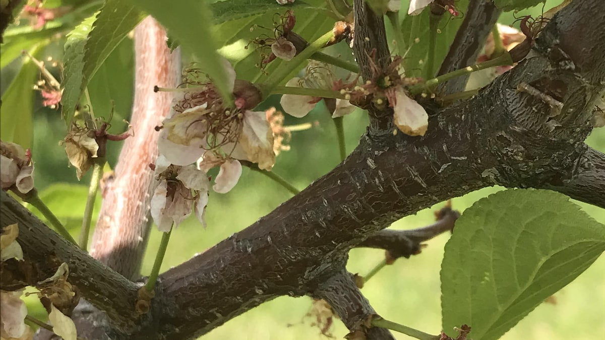 Des fleurs mortes sur des arbres fruitiers.