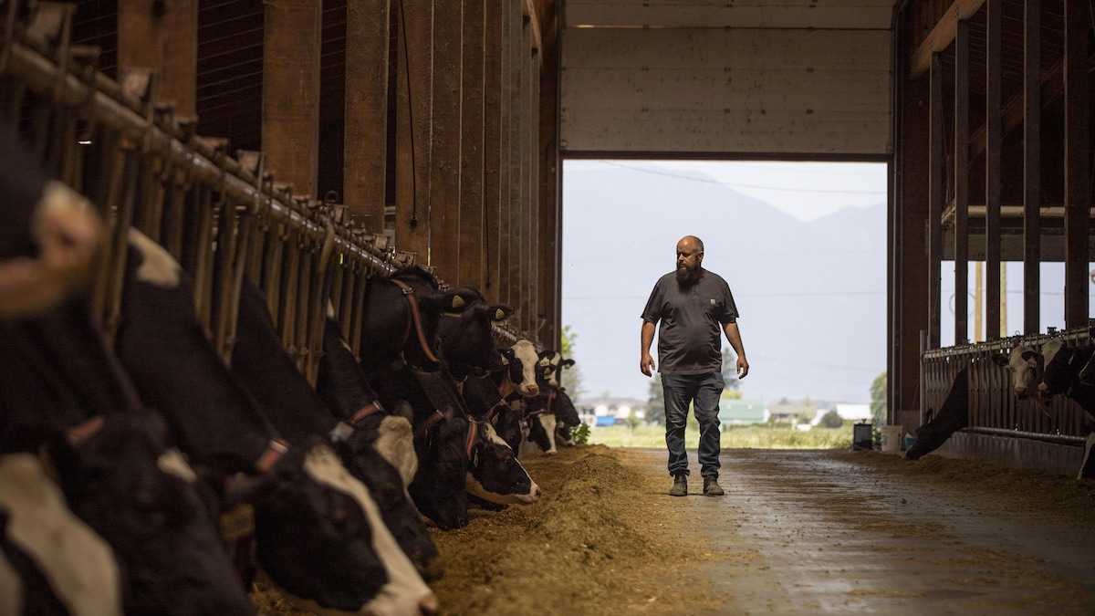 George Dick dans sa grange, avec ses vaches qui broutent du foin, à Chilliwack, en Colombie-Britannique, le jeudi 8 juin 2023.  
