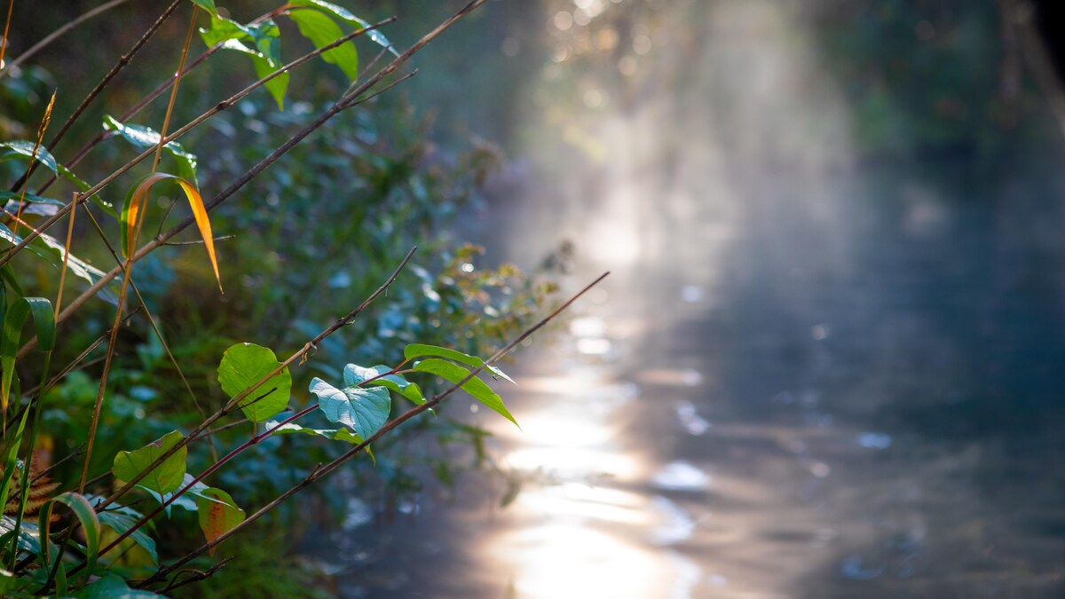 Des plantes autour d'une source d'eau thermale.