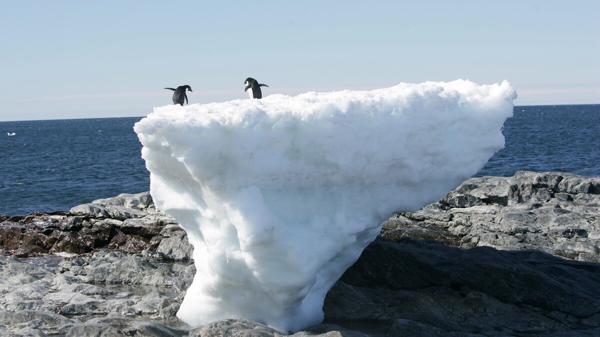 Des pingouins se tiennent sur un bloc de glace fondant lentement, en Antarctique.