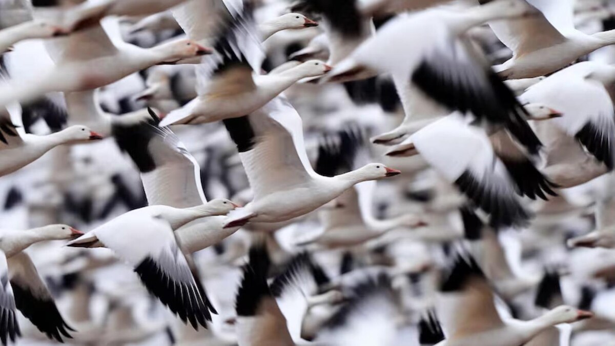 https://images.radio-canada.ca/q_auto,w_1200/v1/ici-info/16x9/grippe-aviaire-alberta-migration-volaille-biosecurite-printemps.jpg