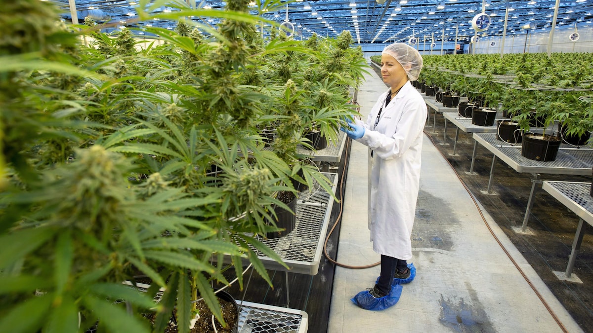 Une employée d’Hexo examine des plants de cannabis dans une usine.