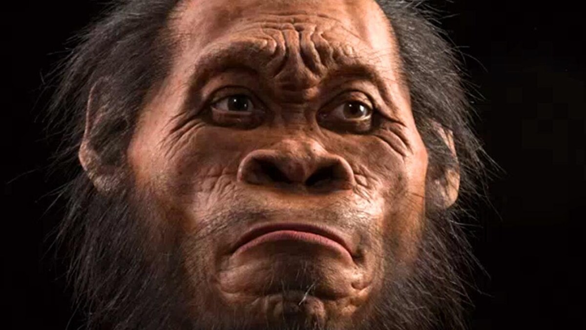 Reconstitution artistique de la tête d'un Homo naledi.