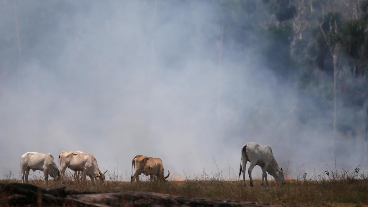Des animaux mangent de l'herbe dans un nuage de fumée.