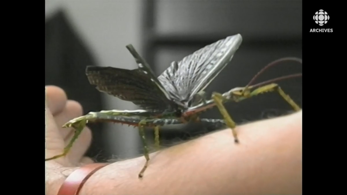 Un insecte avec camouflage de branche feuillue sur le bras d'un homme.