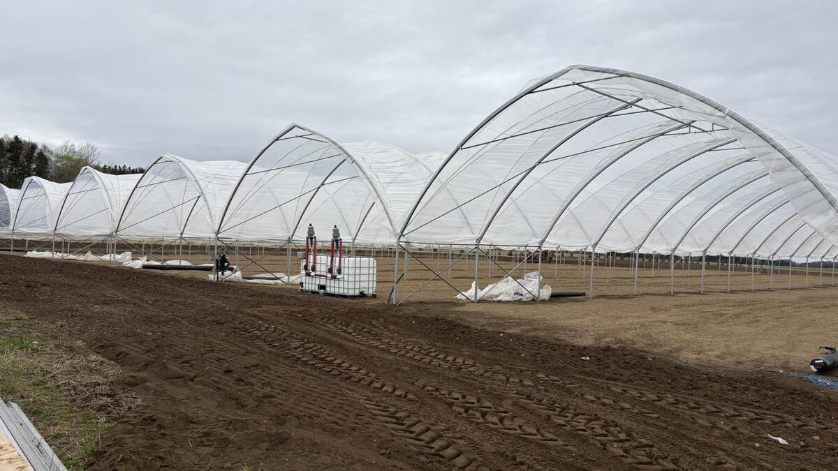 Nouvelle production sous tunnel à la fraisière Durette