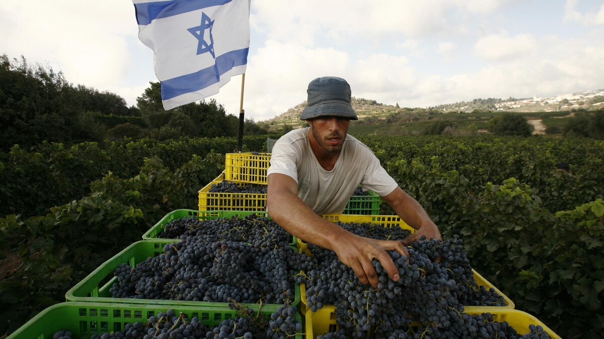 Un colon israélien récoltant les raisins d'un vignoble dans les territoires palestiniens occupés.