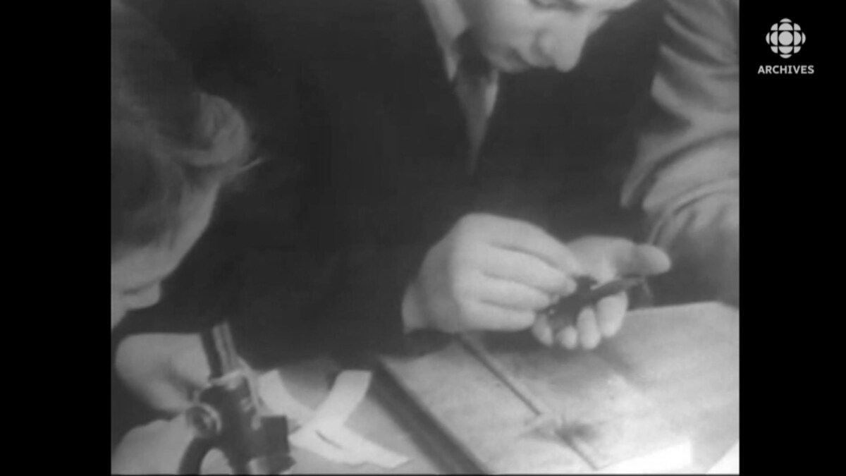 Un garçon épingle une feuille d'arbre pendant qu'un autre se sert d'un microscope.