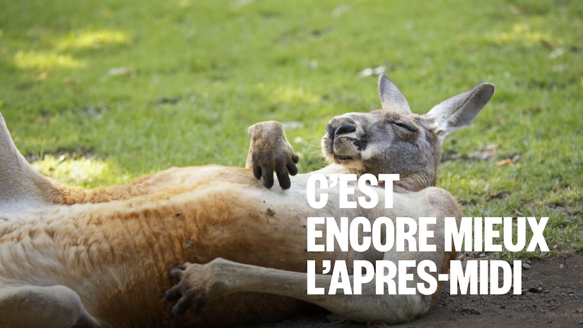 Kangourou en cavale : une capture compliquée