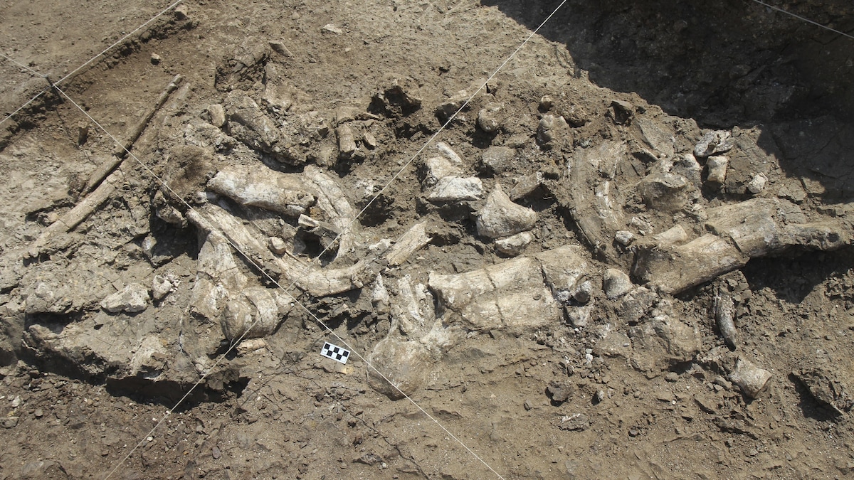 Un squelette fossilisé d'hippopotame et des artefacts Oldowan associés sur le site de Nyayanga.