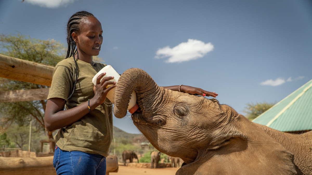 Dorothy Lowuakutuk donne le biberon à un éléphanteau.