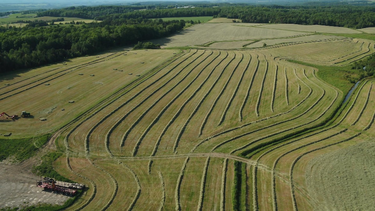 Image aérienne de grands champs en culture fourragère, le foin coupé est disposé en andain.