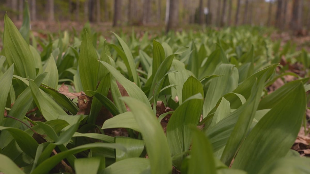 Dompter l'ail des bois | La semaine verte