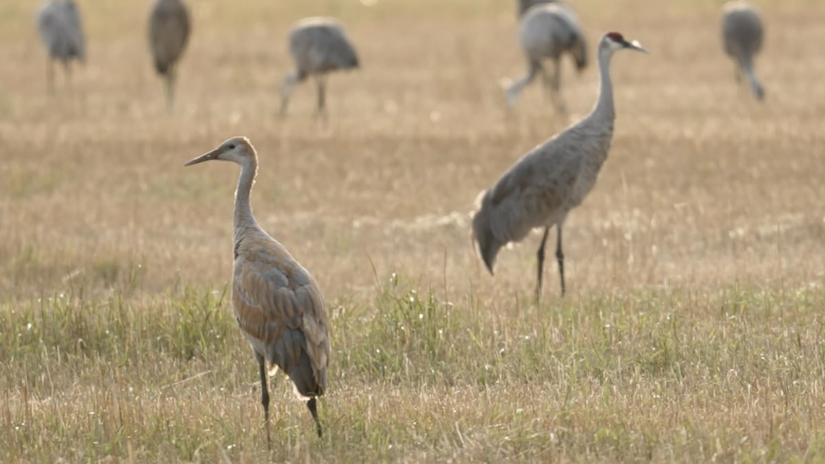 Chasse aux grues : une solution pour les agriculteurs?
