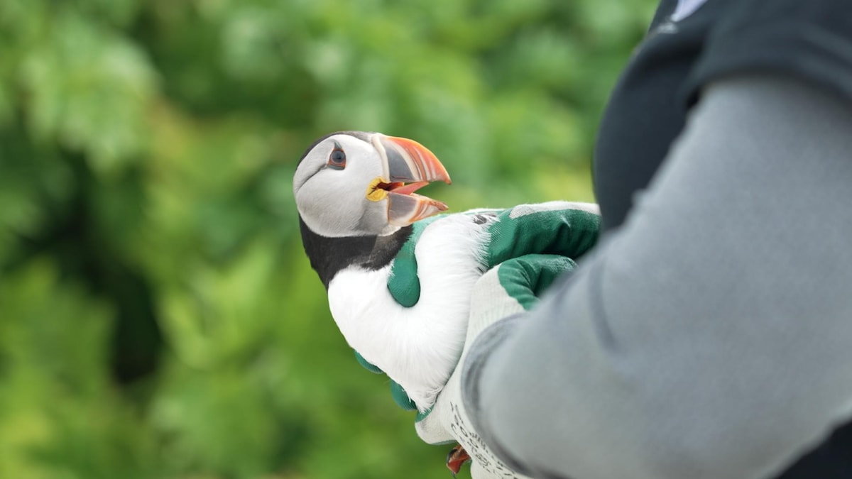 Macareux et petits pingouins contaminés au mercure