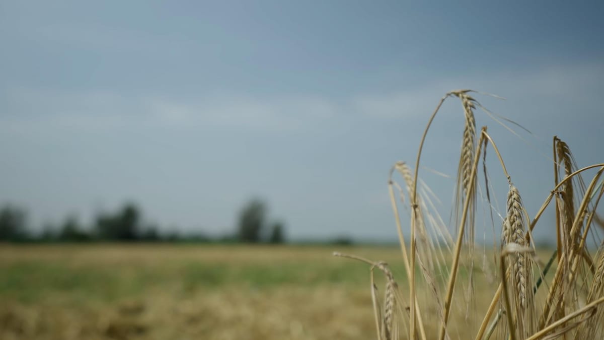 La rareté de l’orge brassicole au Québec
