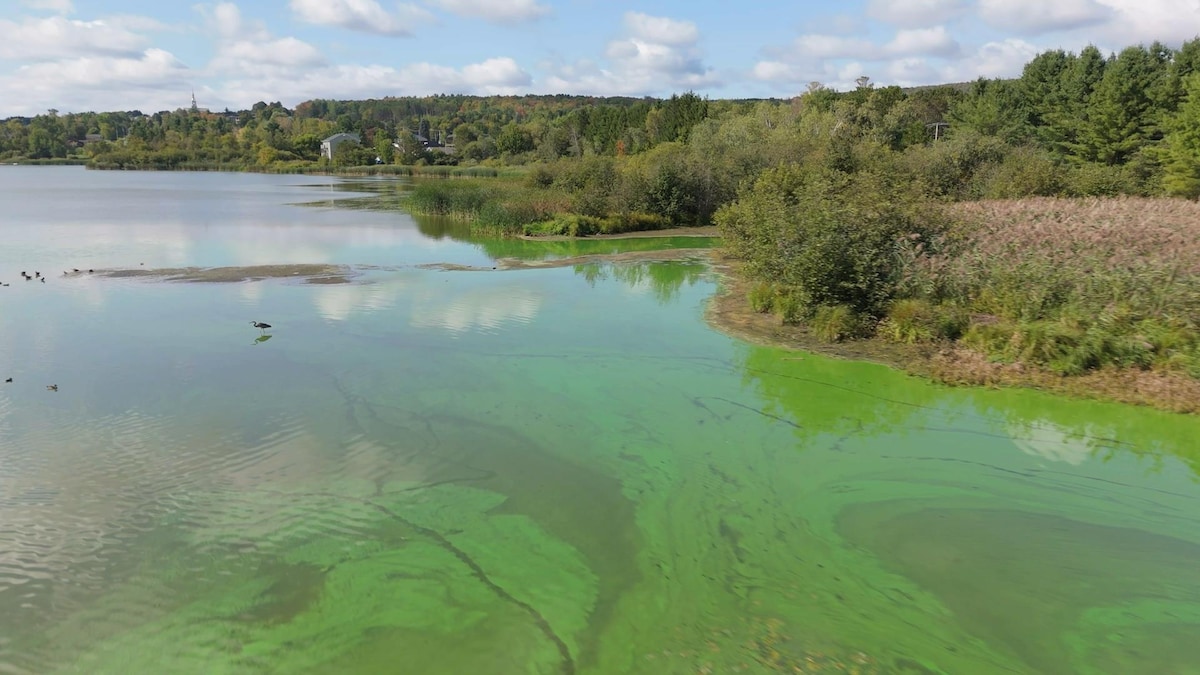 Une solution testée pour retirer le phosphate de nos lacs