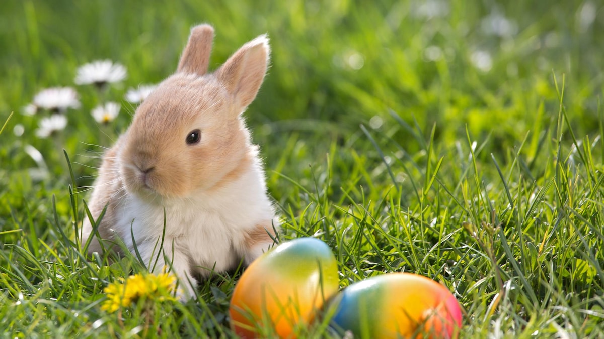 Un petit lapin est assis dans l'herbe tout près d'œufs colorés. 