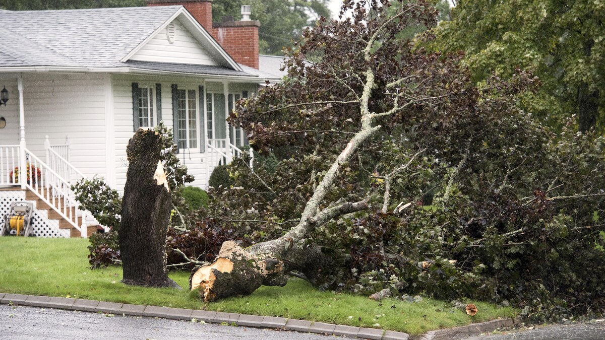 Un arbre cassé devant une maison à Fredericton.