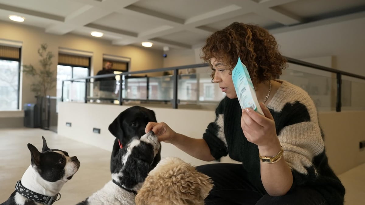 mieux-s-y-retrouver-dans-la-nourriture-pour-chiens-l-picerie