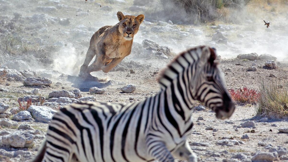 Une lionne chasse un zèbre. 