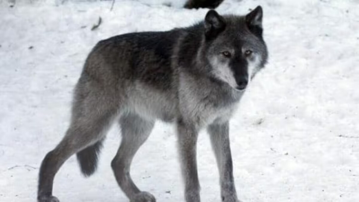 Un loup dans la neige.