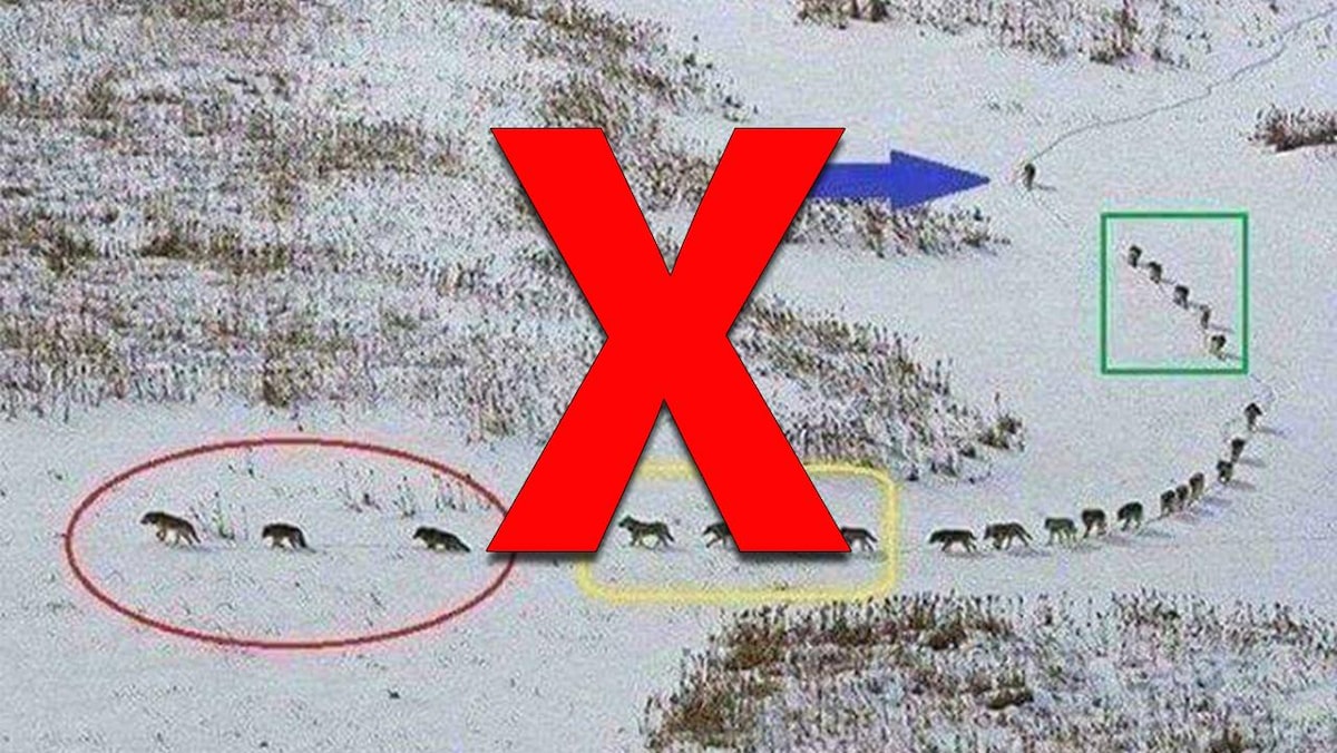 Nous voyons 25 loups marcher à la queue leu leu dans la neige. Ils semblent divisés en plusieurs groupes. Trois loups marchent ensemble à l'avant, suivi d'un groupe de cinq loups regroupés. Viennent ensuite 11 loups, puis un autre groupe de cinq. À la fin de la file, un seul loup marche seul. 