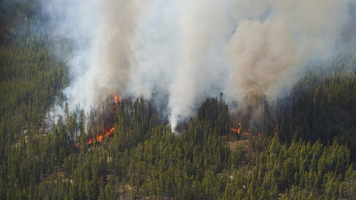Un incendie et de la fumée dans une forêt.