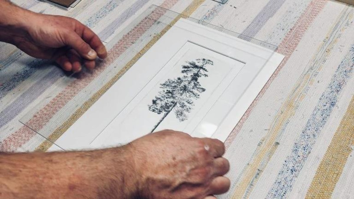 Une gravure représente un très grand pin.