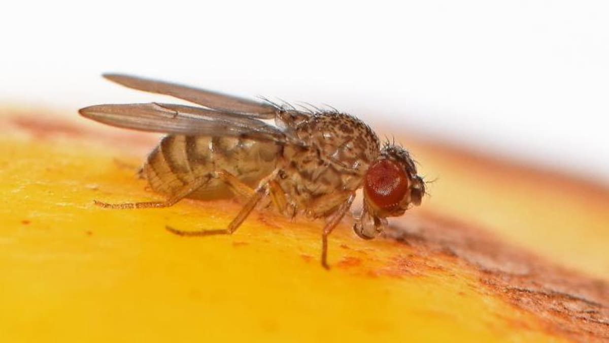 Une mouche Drosophila mercatorum.