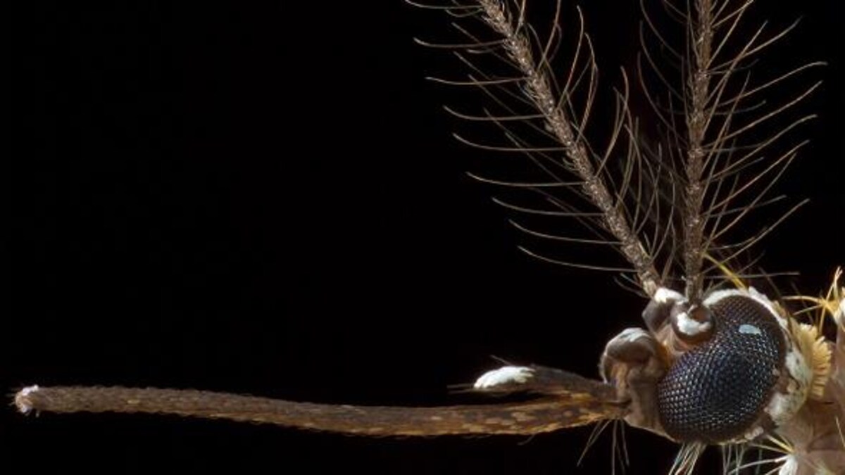 Gros plan sur la tête d'un moustique Aedes aegypti. 