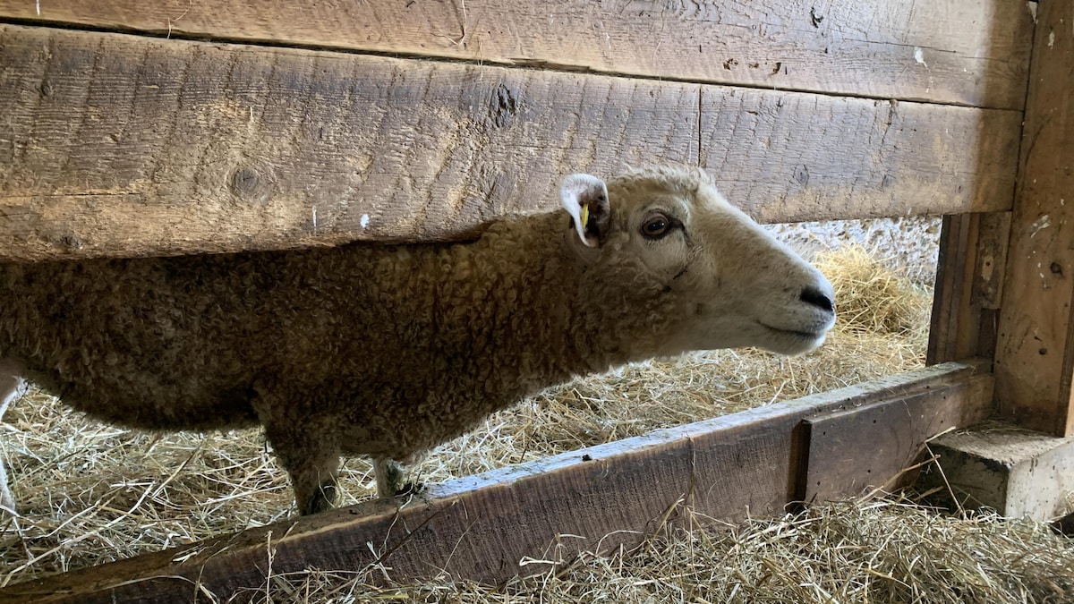Un mouton dans un étable. 