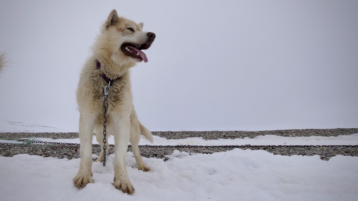Un chien de traîneau est attaché à l'aide d'une chaîne, près de Resolute Bay, dans le nord du Nunavut, en juin 2022.