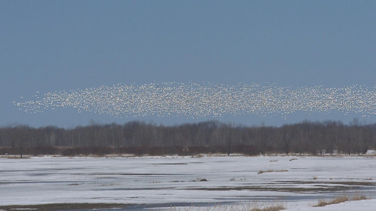 Les oies de retour à BaieduFebvre au grand bonheur des amateurs et