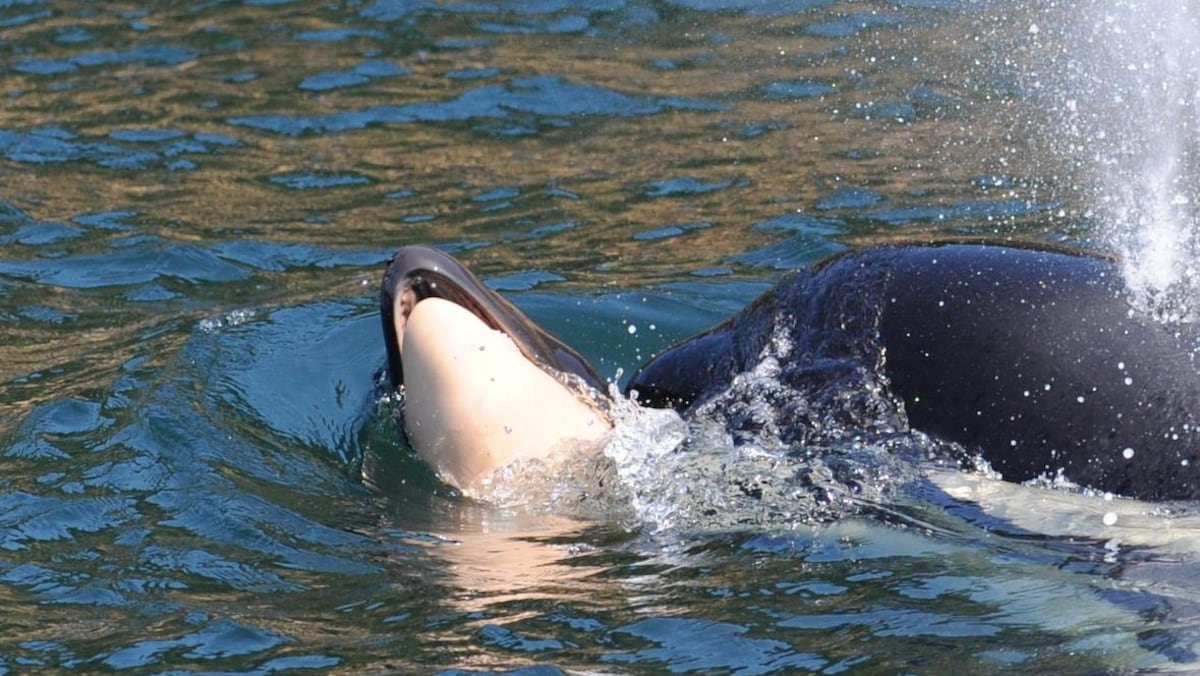 Une orque qui transporte la carcasse de son petit sur son nez