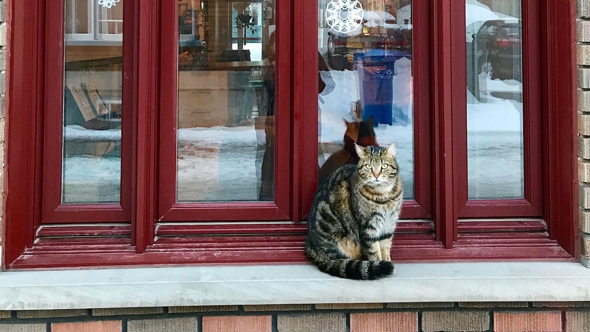 Un chat est assis sur le rebord d'une fenêtre.