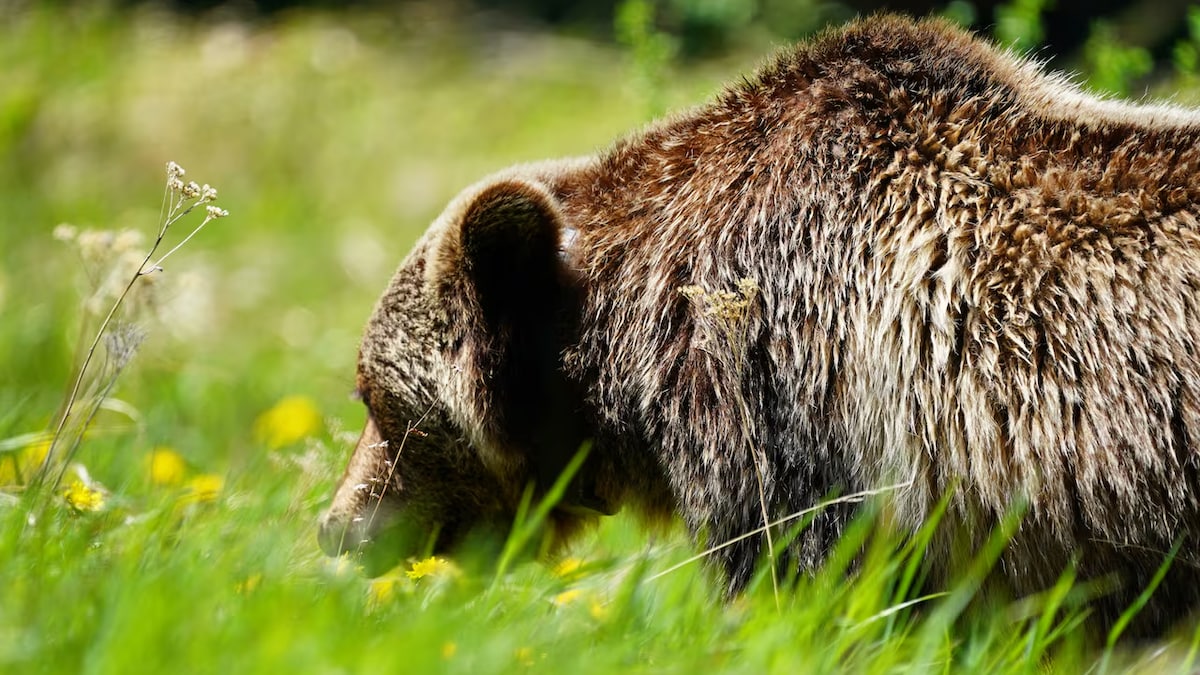 Un grizzli est photographié dans un champ de pissenlits dans le parc provincial Peter Lougheed le 15 juin 2021.  