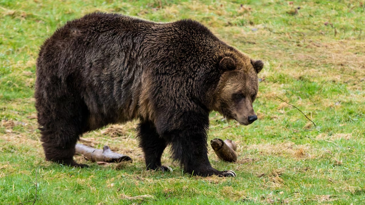 Un grizzly dans un enclos herbeux.