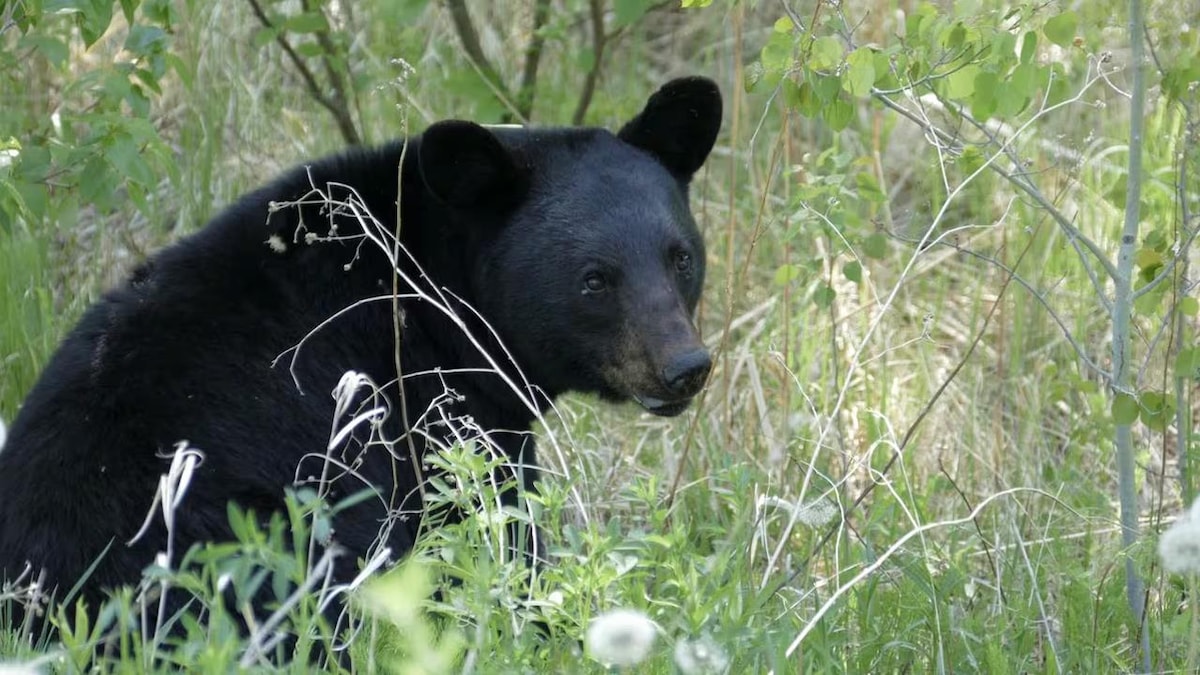Familles d’ours à Tadoussac