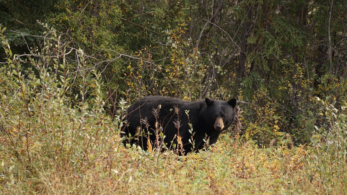 Un ours dans la fôret, dans les Territoires du Nord-Ouest, la première semaine de septembre. 